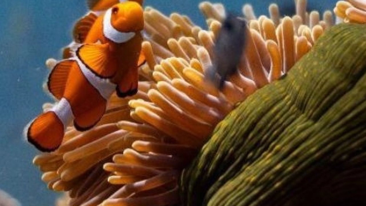 Okyanusların sesi Elhamra Sahnesi’nde