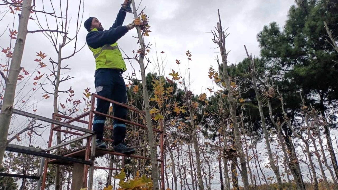 On binlerce bitki Kocaeli fidanlığında yetişiyor