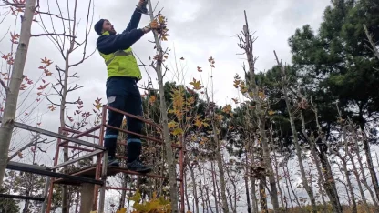 On binlerce bitki Kocaeli fidanlığında yetişiyor