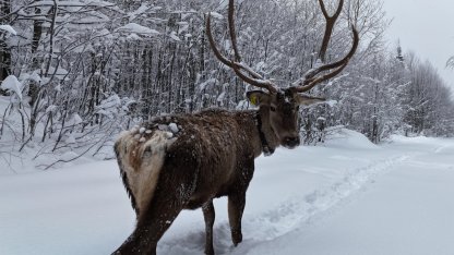 Ormanya’da tetiştirilen kızıl geyikler Kuzuyayla’nın müdavimi oldu