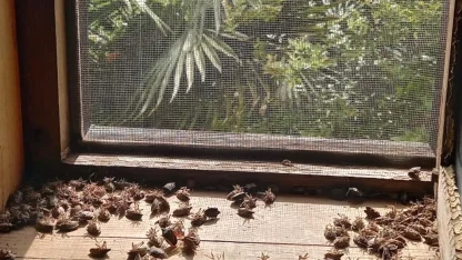 Sakaryalı akademisyenin feromonu esarete 'ilaç' oldu... Binlerce kokarcanın istila kabusunu TUTSAK'la bitirdi