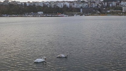 Şile Limanı’nda nadir görüntü... İki kuğu ilgi odağı oldu