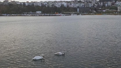 Şile Limanı’nda nadir görüntü... İki kuğu ilgi odağı oldu