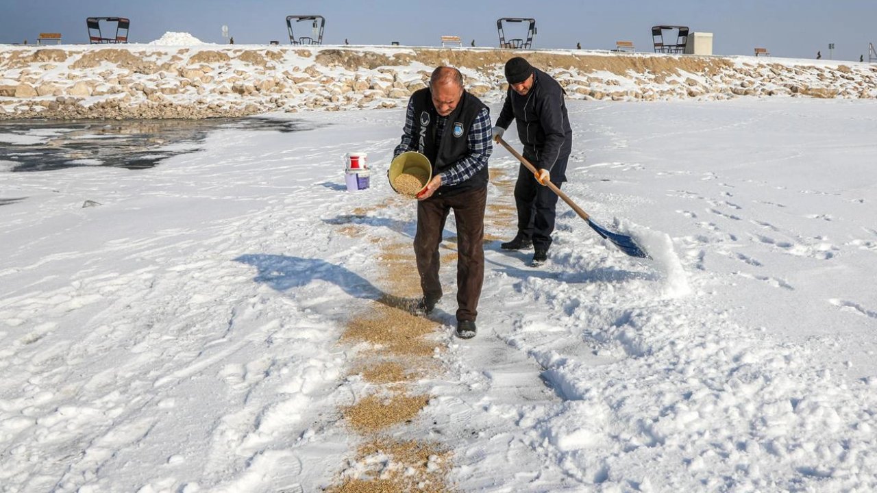 Van'da kuşlar için doğaya yem bırakıldı