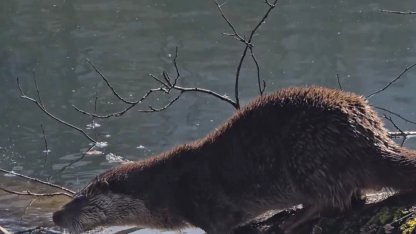 Yedigöller Milli Parkı’nda su samuru görüntülendi