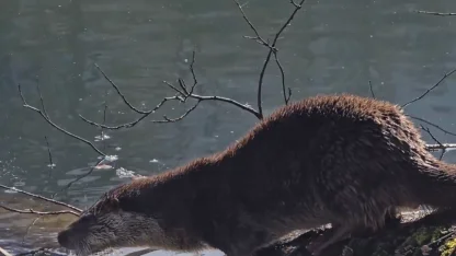 Yedigöller Milli Parkı’nda su samuru görüntülendi