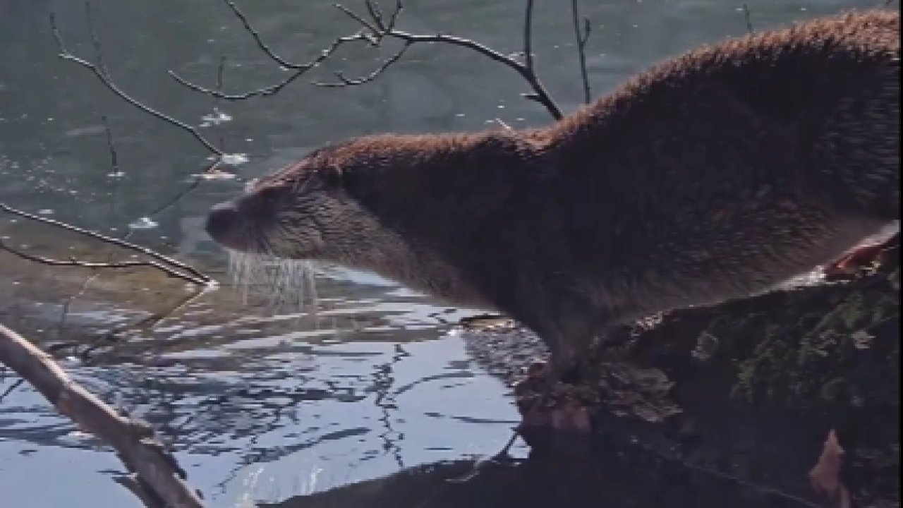 Yedigöller’de nesli tehlike altında olan su samuru görüntülendi