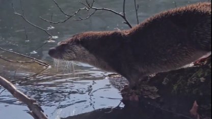 Yedigöller’de nesli tehlike altında olan su samuru görüntülendi