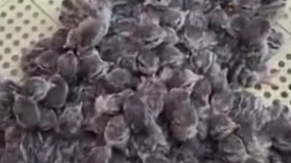 Yılın ilk keklik yavruları yumurtadan çıktı