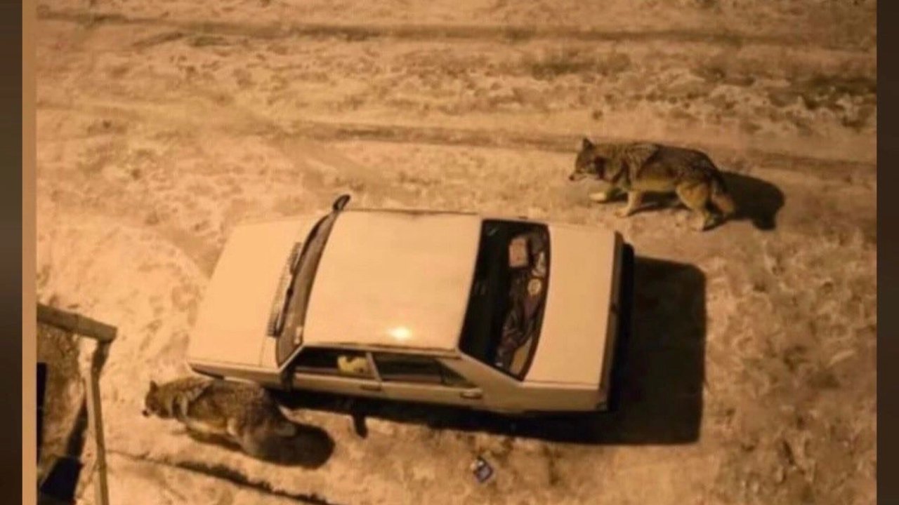 Yoğun kar sonrası kurtlar şehir merkezine indi