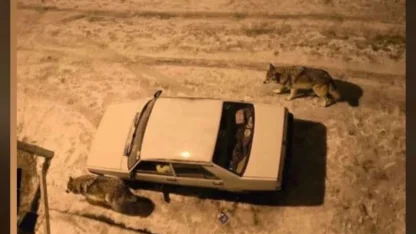 Yoğun kar sonrası kurtlar şehir merkezine indi