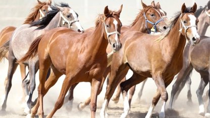 "100 milyon TL'lik tay kayıp" denilmişti... TİGEM'den açıklama geldi!