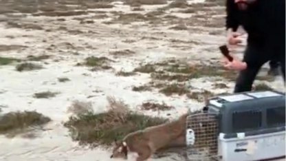 Aydın'da ağır yaralı bulunmuştu... İzmir'den sağlıklı şekilde doğaya salındı