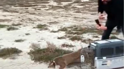 Aydın'da ağır yaralı bulunmuştu... İzmir'den sağlıklı şekilde doğaya salındı