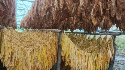 Bilecik Pazaryeri’nde tarımda yeni hamle... Tütün ve İpekböcekçiliği için ilk adım