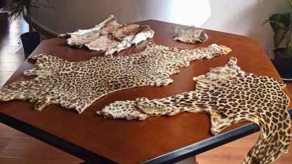 Çukurova Havalimanı’nda yasa dışı yaban hayvanı ürünleri ele geçirildi