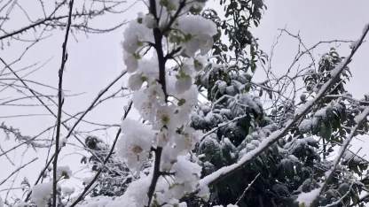 Düzce Kaynaşlı’da erken çiçek açan erik ağacına beyaz örtü!