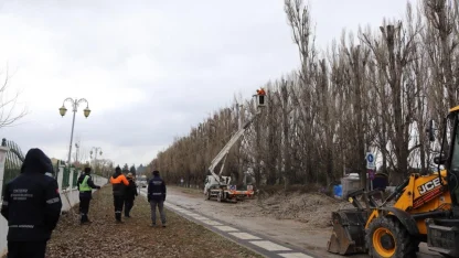 Ekolojik ömrünü tamamlayan kavaklar yerini çınarlara bırakıyor