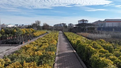 En büyük lojistik üssü fidanlığı Kayseri Kocasinan'da