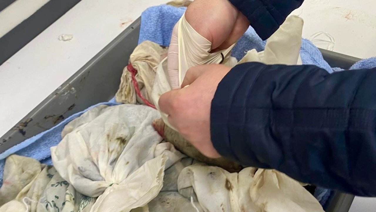 İstanbul Havalimanı’nda kaçak sülük operasyonu... 90 bin canlı tıbbi sülük ele geçirildi