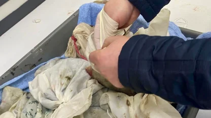 İstanbul Havalimanı’nda kaçak sülük operasyonu... 90 bin canlı tıbbi sülük ele geçirildi