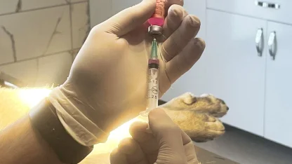 İstanbul Valiliği: Kentte son kuduz vakası 19 yıl önce görüldü