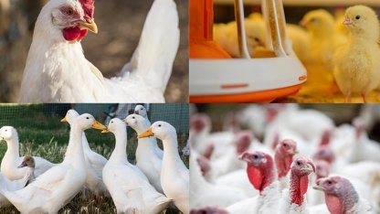 Kanatlı işletmelerinde biyogüvenlik kuralları güncellendi