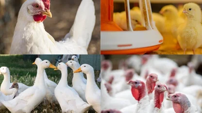 Kanatlı işletmelerinde biyogüvenlik kuralları güncellendi