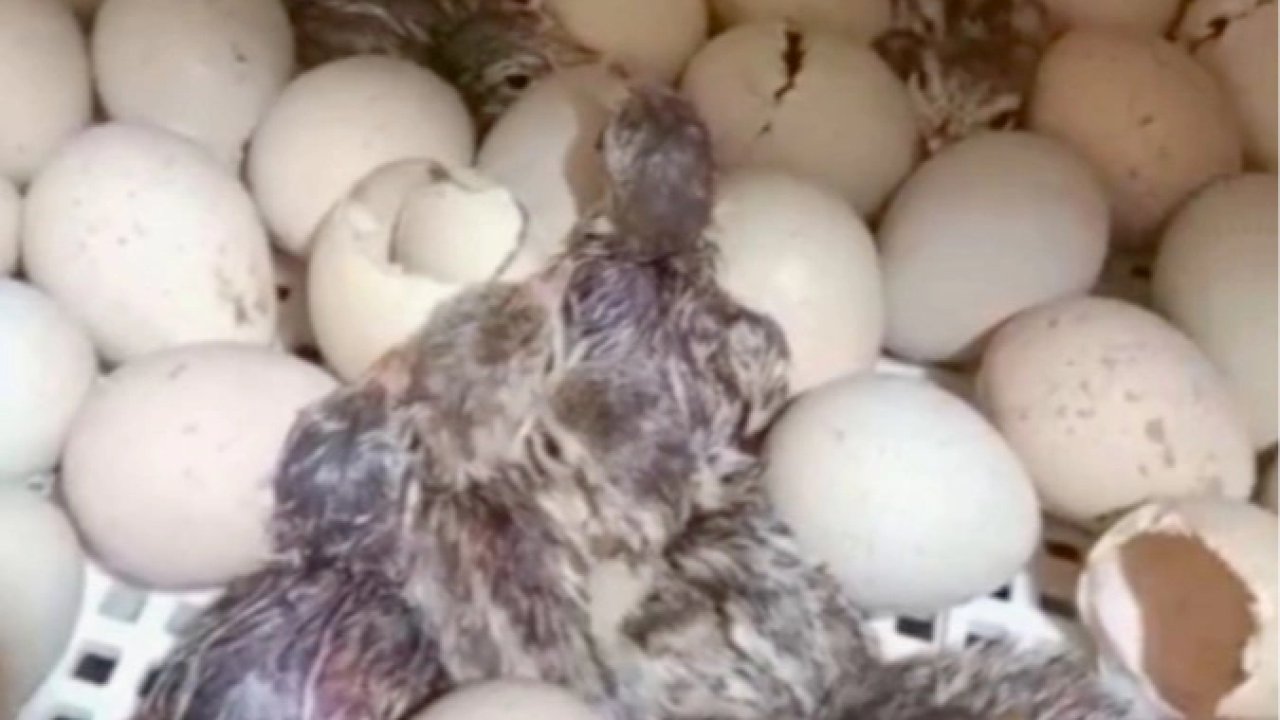 Kırılan her kabuk doğaya nefes oluyor