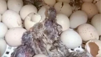 Kırılan her kabuk doğaya nefes oluyor