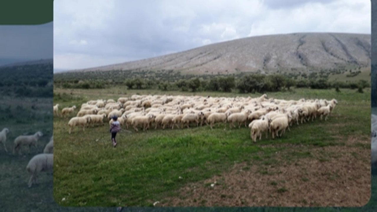Kırsalda Bereket Projesi hazırlığı... 150 bin küçükbaş dağıtılacak
