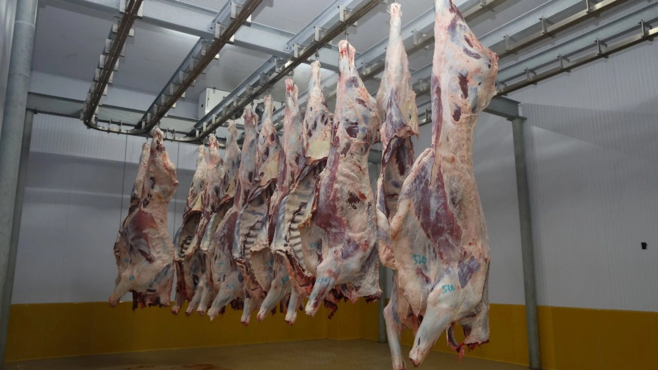 Kocaeli Mezbahası’nda hijyenik ve helal kesim