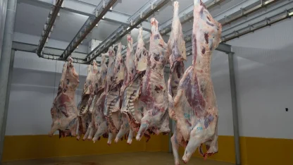 Kocaeli Mezbahası’nda hijyenik ve helal kesim