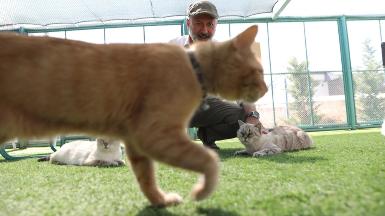 Küçük Dostlar Kedi Kasabası rekor ziyaretçiye ulaştı