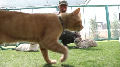 Küçük Dostlar Kedi Kasabası rekor ziyaretçiye ulaştı
