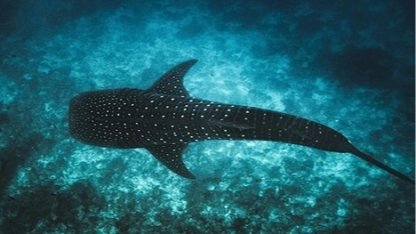Maldivler ikonik balina köpek balıklarını korumak için Tech4Nature projesini başlattı