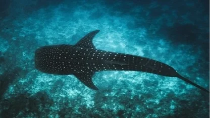 Maldivler ikonik balina köpek balıklarını korumak için Tech4Nature projesini başlattı