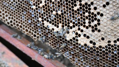 Manisa'da sel mağduru arıcıya destek