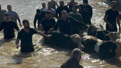 Manisa'da sel sefeberliği... 44 vatandaş ve 127 hayvan tahliye edildi