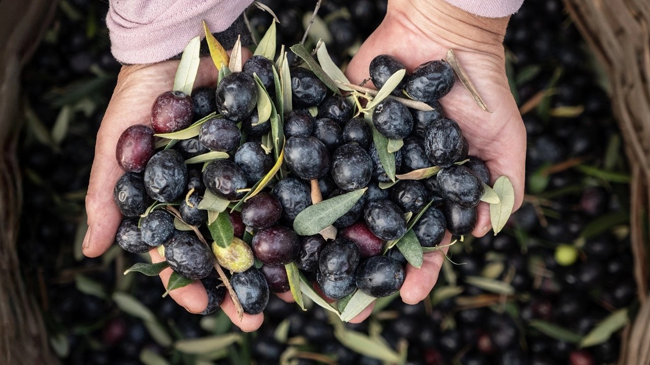 Marmarabirlik'ten 6,8 milyar TL'lik ciro ve ihracatta tarihi rekor