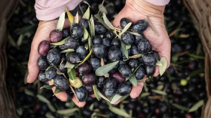 Marmarabirlik'ten 6,8 milyar TL'lik ciro ve ihracatta tarihi rekor