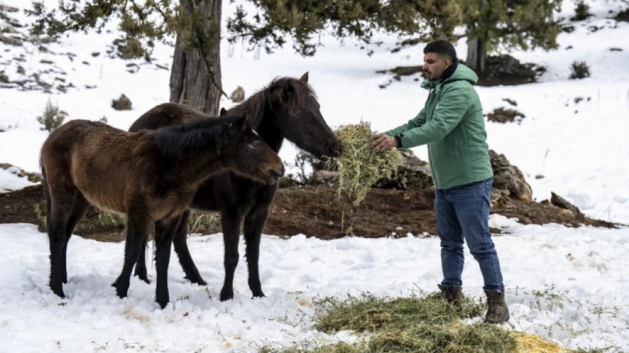 Mersin’de yılkı atlarına kış desteği