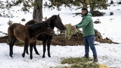 Mersin’de yılkı atlarına kış desteği