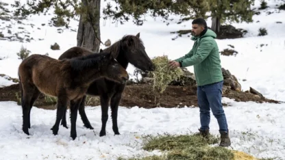 Mersin’de yılkı atlarına kış desteği