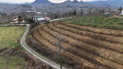 Ordu’da fındıkta verim artışı için yeni uygulama