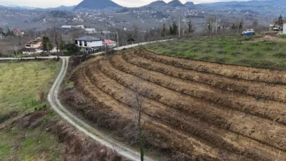 Ordu’da fındıkta verim artışı için yeni uygulama