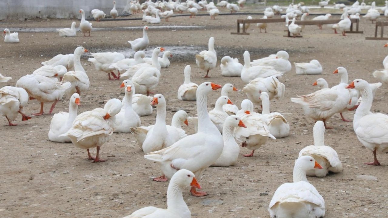 Ordu’da kaz yetiştiriciliği büyüyor