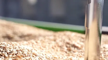 TMO’da çeltik alımları sürüyor