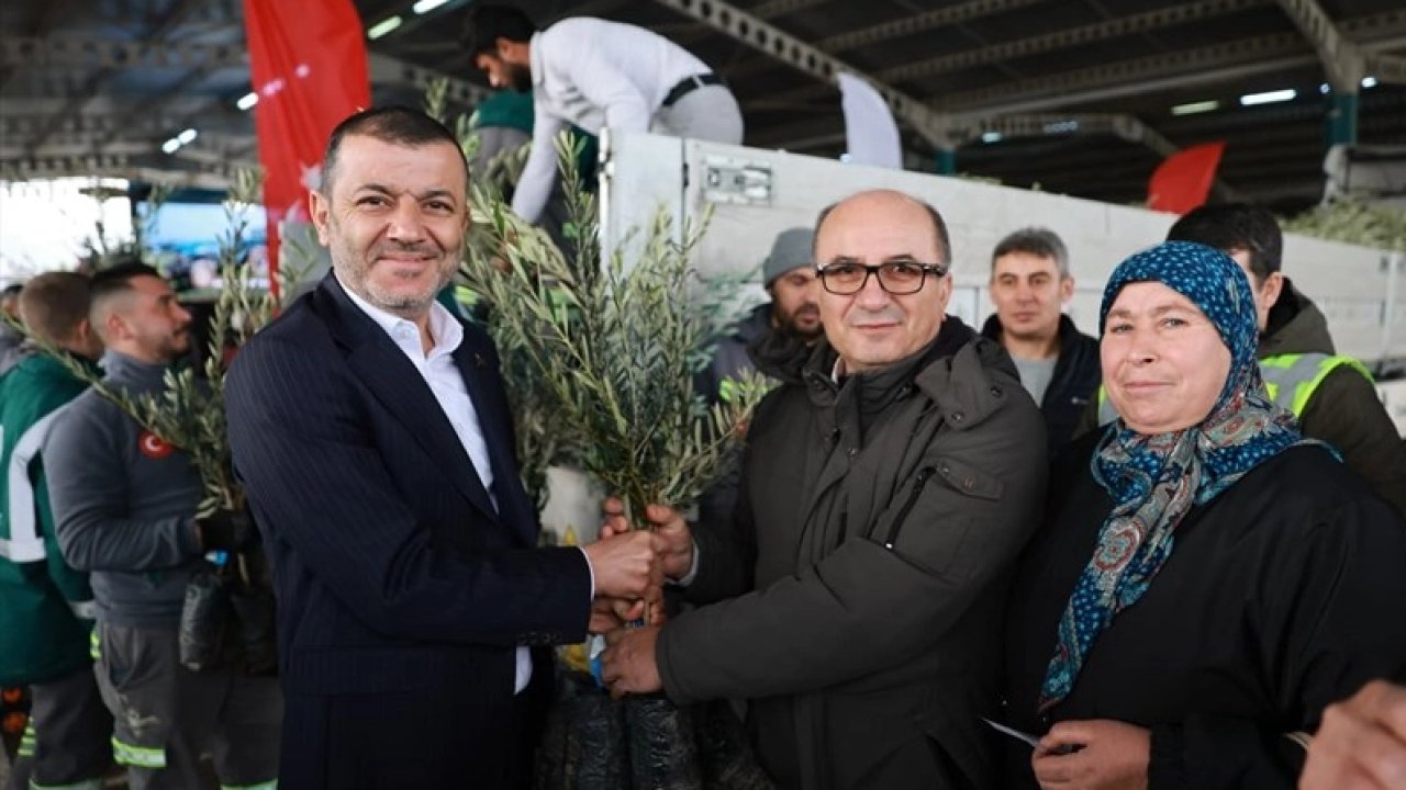 Üreticiye 84 bin sertifikalı zeytin fidanı