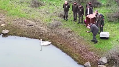 Ankara’da güçten düşen kuğu, Edirne'de doğaya salındı